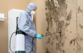 Why You Should Choose Our Mold Remediation Services in Silver Ridge, NJ